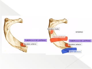 Comprehensive Anatomical Overview of the Thorax and Mediastinum ...