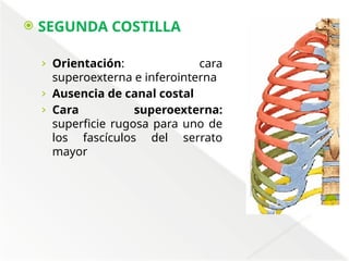 Comprehensive Anatomical Overview of the Thorax and Mediastinum ...