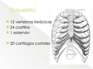 Comprehensive Anatomical Overview of the Thorax and Mediastinum ...