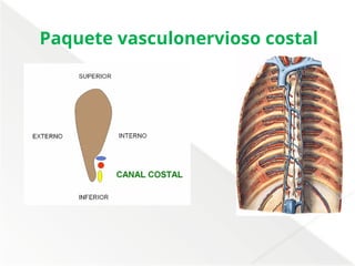 Comprehensive Anatomical Overview of the Thorax and Mediastinum ...