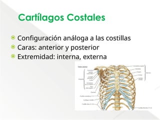 Comprehensive Anatomical Overview of the Thorax and Mediastinum ...