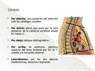 Comprehensive Anatomical Overview of the Thorax and Mediastinum ...