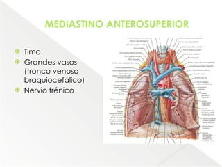 Comprehensive Anatomical Overview of the Thorax and Mediastinum ...