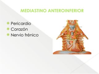 Comprehensive Anatomical Overview of the Thorax and Mediastinum ...