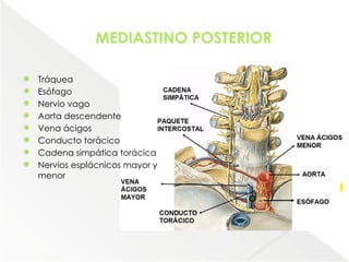 Comprehensive Anatomical Overview of the Thorax and Mediastinum ...