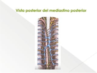 Comprehensive Anatomical Overview of the Thorax and Mediastinum ...