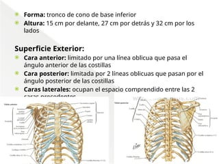 Comprehensive Anatomical Overview of the Thorax and Mediastinum ...