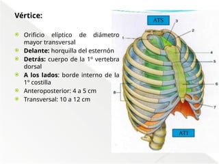 Comprehensive Anatomical Overview of the Thorax and Mediastinum ...