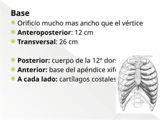 Comprehensive Anatomical Overview of the Thorax and Mediastinum ...