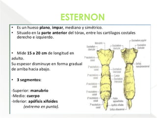 Comprehensive Anatomical Overview of the Thorax and Mediastinum ...