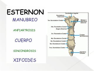 Comprehensive Anatomical Overview of the Thorax and Mediastinum ...
