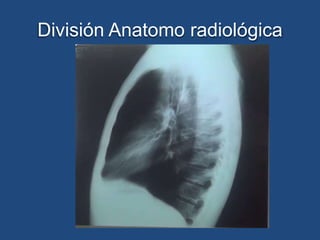 División Anatomo radiológica
 