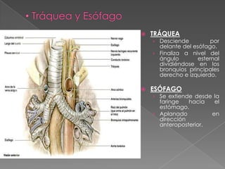    TRÁQUEA
    › Desciende          por
      delante del esófago.
    › Finaliza a nivel del
      ángulo        esternal
      dividiéndose en los
      bronquios principales
      derecho e izquierdo.

   ESÓFAGO
    › Se extiende desde la
      faringe   hacia   el
      estómago.
    › Aplanado         en
      dirección
      anteroposterior.
 