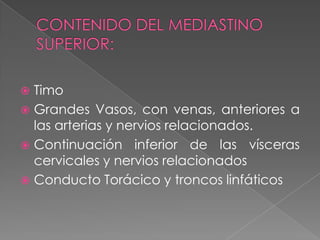  Timo
 Grandes Vasos, con venas, anteriores a
  las arterias y nervios relacionados.
 Continuación inferior de las vísceras
  cervicales y nervios relacionados
 Conducto Torácico y troncos linfáticos
 