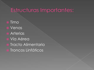  Timo
 Venas
 Arterias
 Vía Aérea
 Tracto Alimentario
 Troncos Linfáticos
 