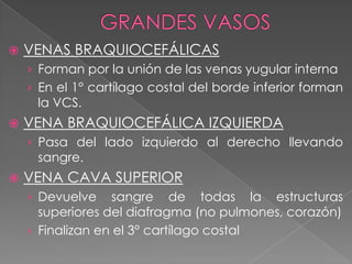    VENAS BRAQUIOCEFÁLICAS
    › Forman por la unión de las venas yugular interna
    › En el 1° cartílago costal del borde inferior forman
     la VCS.
   VENA BRAQUIOCEFÁLICA IZQUIERDA
    › Pasa del lado izquierdo al derecho llevando
     sangre.
   VENA CAVA SUPERIOR
    › Devuelve     sangre de todas la estructuras
      superiores del diafragma (no pulmones, corazón)
    › Finalizan en el 3° cartílago costal
 