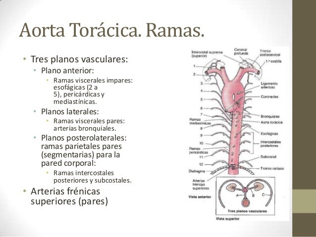 Mediastino superior y posterior