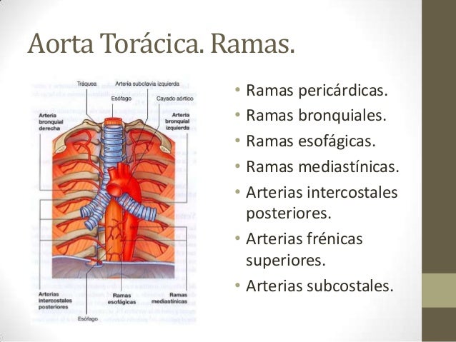 Mediastino superior y posterior