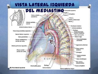 Vista lateral izquierda
    del mediastino
 