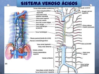 Sistema venoso ácigos
 