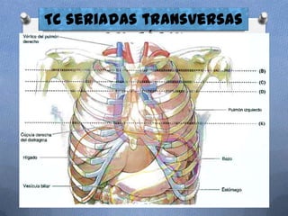 TC seriadas transversas
       del tórax
 