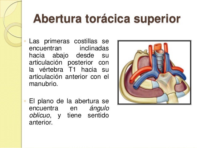 Mediastino tutoria pptx (1)