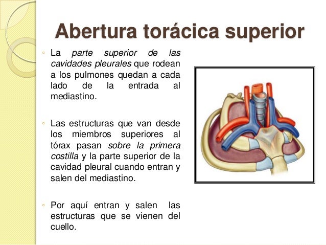 Mediastino tutoria pptx (1)