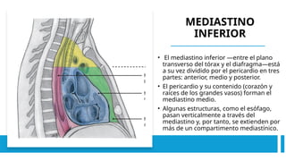 MEDIASTINO
INFERIOR
• El me­
diastino inferior —entre el plano
transverso del tórax y el diafragma—está
a su vez dividido por el pericardio en tres
partes: anterior, medio y posterior.
• El pericardio y su contenido (corazón y
raíces de los grandes vasos) forman el
mediastino medio.
• Algunas estructuras, como el esófago,
pasan verticalmente a través del
mediastino y, por tanto, se extienden por
más de un compartimento mediastínico.
 