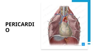 PERICARDI
O
 