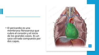 • El pericardio es una
membrana fibroserosa que
cubre el corazón y el inicio
de los grandes vasos. Es un
saco cerrado compuesto por
dos capas.
 