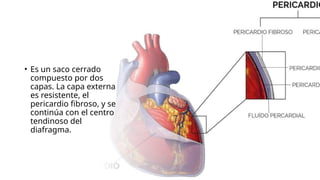 • Es un saco cerrado
compuesto por dos
capas. La capa externa
es resistente, el
pericardio fibroso, y se
continúa con el centro
tendinoso del
diafragma.
 