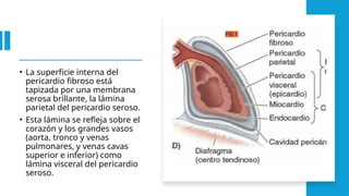 • La superficie interna del
pericardio fibroso está
tapizada por una membrana
serosa brillante, la lámi­
na
parietal del pericardio seroso.
• Esta lámina se refleja sobre el
corazón y los grandes vasos
(aorta, tronco y venas
pulmonares, y venas cavas
superior e inferior) como
lámina visceral del pe­
ricardio
seroso.
 