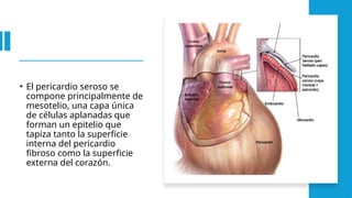 • El pericardio seroso se
compone principalmente de
mesotelio, una capa única
de células aplanadas que
forman un epitelio que
tapiza tanto la superficie
interna del pericardio
fibroso como la superficie
externa del corazón.
 