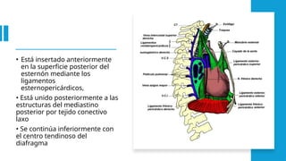 • Está insertado anteriormente
en la superficie posterior del
esternón mediante los
ligamentos
esternopericárdicos,
• Está unido posteriormente a las
estructuras del mediastino
posterior por tejido conectivo
laxo
• Se continúa inferiormente con
el centro tendinoso del
diafragma
 