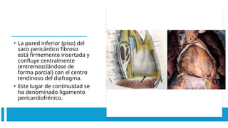 • La pared inferior (piso) del
saco pericárdico fibroso
está firmemente insertada y
confluye centralmente
(entremezclándose de
forma parcial) con el centro
tendinoso del diafragma.
• Este lugar de continuidad se
ha denominado ligamento
pericardiofré­
nico.
 
