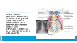 • Dentro del saco
pericárdico, el corazón y
las raíces de los grandes
vasos se relacionan
anteriormente con el
esternón, los cartílagos
costales y las
extremidades anteriores
de las costillas 3.a-5.a en el
lado izquierdo
 