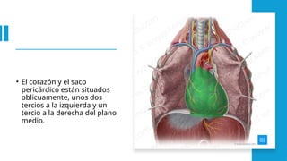 • El corazón y el saco
pericárdico están situados
oblicuamente, unos dos
tercios a la izquierda y un
tercio a la derecha del plano
medio.
 