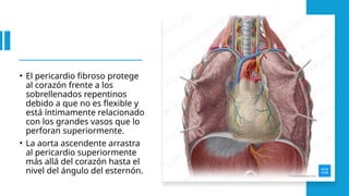 • El pericardio fibroso protege
al corazón frente a los
sobrellenados repentinos
debido a que no es flexible y
está íntimamente relacionado
con los grandes vasos que lo
perforan superiormente.
• La aorta ascendente arrastra
al pericardio superiormente
más allá del corazón hasta el
nivel del ángulo del esternón.
 