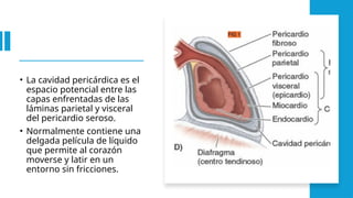 • La cavidad pericárdica es el
espacio potencial entre las
capas enfrentadas de las
láminas parietal y visceral
del pericardio seroso.
• Normalmente contiene una
delgada película de líquido
que permite al corazón
moverse y latir en un
entorno sin fricciones.
 