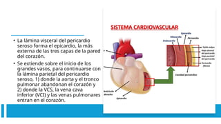 • La lámina visceral del pericardio
seroso forma el epicardio, la más
externa de las tres capas de la pared
del corazón.
• Se extiende sobre el inicio de los
grandes vasos, para continuarse con
la lámina parietal del pericardio
seroso, 1) donde la aorta y el tronco
pulmonar abandonan el corazón y
2) donde la VCS, la vena cava
inferior (VCI) y las venas pulmonares
entran en el corazón.
 