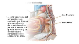 • El seno transverso del
pericardio es un
conducto que discurre
transversalmente
dentro de la cavidad
pericárdica entre dos
grupos de vasos y las
reflexiones del
pericardio seroso
alrededor de ellos.
 