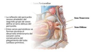 • La reflexión del pericardio
seroso alrededor del
segundo grupo de vasos
define el seno oblicuo del
pericardio.
• Estos senos pericárdicos se
forman durante el
desarrollo embrionario del
corazón como
consecuencia del
plegamiento del tubo
cardíaco primitivo.
 