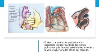 • El seno transverso es posterior a las
porciones intrapericárdicas del tronco
pulmonar y de la aorta ascendente, anterior a
la VCS y superior a los atrios del corazón.
 