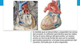 • A medida que se desarrollan y expanden las venas
del corazón, la reflexión pericárdica que las rodea
forma el seno oblicuo del pericardio, un receso
ancho en forma de fondo de saco en la cavidad
pericárdica posterior a la base (cara posterior) del
corazón, formado por el atrio izquierdo
 