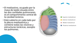 • El mediastino, ocupado por la
masa de tejido situada entre
las dos cavidades pulmonares,
es el compartimento central de
la cavidad torácica.
• Está cubierto en cada lado por
la pleura mediastínica y
contiene todas las vísceras y
estructuras torácicas, excepto
los pulmones.
 