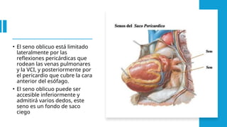 • El seno oblicuo está limitado
lateralmente por las
reflexiones pericárdicas que
rodean las venas pulmonares
y la VCI, y posteriormente por
el pericardio que cubre la cara
anterior del esófago.
• El seno oblicuo puede ser
accesible inferiormente y
admitirá varios dedos, este
seno es un fondo de saco
ciego
 