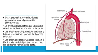 • Otras pequeñas contribuciones
vasculares para el pericardio
proceden de:
• La arteria musculofrénica, una rama
terminal de la arteria torácica interna.
• Las arterias bronquiales, esofágicas y
frénicas superiores, ramas de la aorta
torácica.
• Las arterias coronarias (solo irrigan la
lámina visceral del pericardio seroso),
las primeras ramas de la aorta.
 
