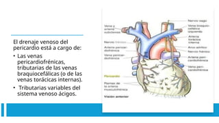 El drenaje venoso del
pericardio está a cargo de:
• Las venas
pericardiofrénicas,
tributarias de las venas
braquiocefálicas (o de las
venas torácicas internas).
• Tributarias variables del
sistema venoso ácigos.
 