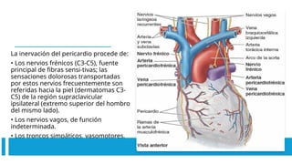 La inervación del pericardio procede de:
• Los nervios frénicos (C3-C5), fuente
principal de fibras sensi-tivas; las
sensaciones dolorosas transportadas
por estos nervios frecuentemente son
referidas hacia la piel (dermatomas C3-
C5) de la región supraclavicular
ipsilateral (extremo superior del hombro
del mismo lado).
• Los nervios vagos, de función
indeterminada.
• Los troncos simpáticos, vasomotores.
 