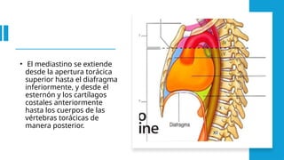 • El mediastino se extiende
desde la apertura torácica
superior hasta el diafragma
inferiormente, y desde el
esternón y los cartílagos
costales anteriormente
hasta los cuerpos de las
vértebras torácicas de
manera posterior.
 